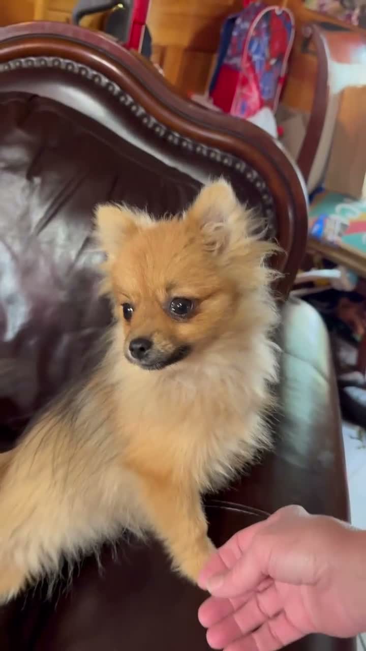 Pomeranian dogs for sale: Winnie - Video 1