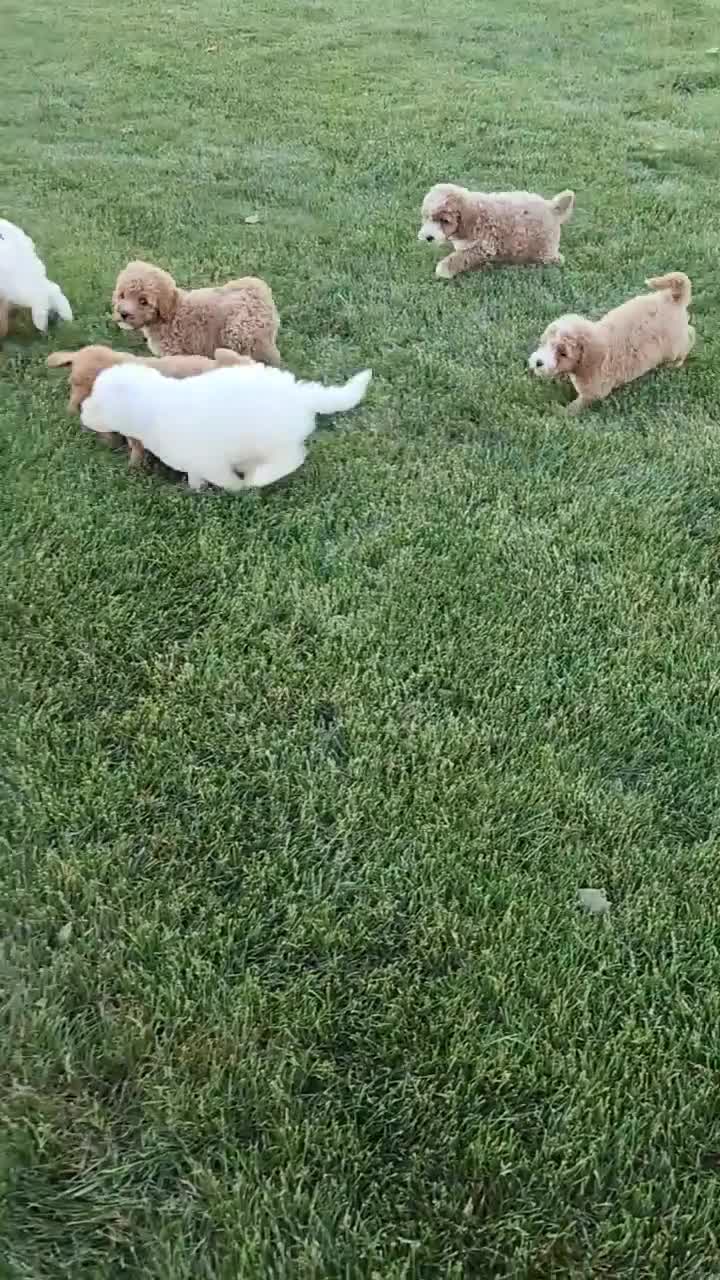 Mini Goldendoodle dogs for sale: Rocky - Video 1