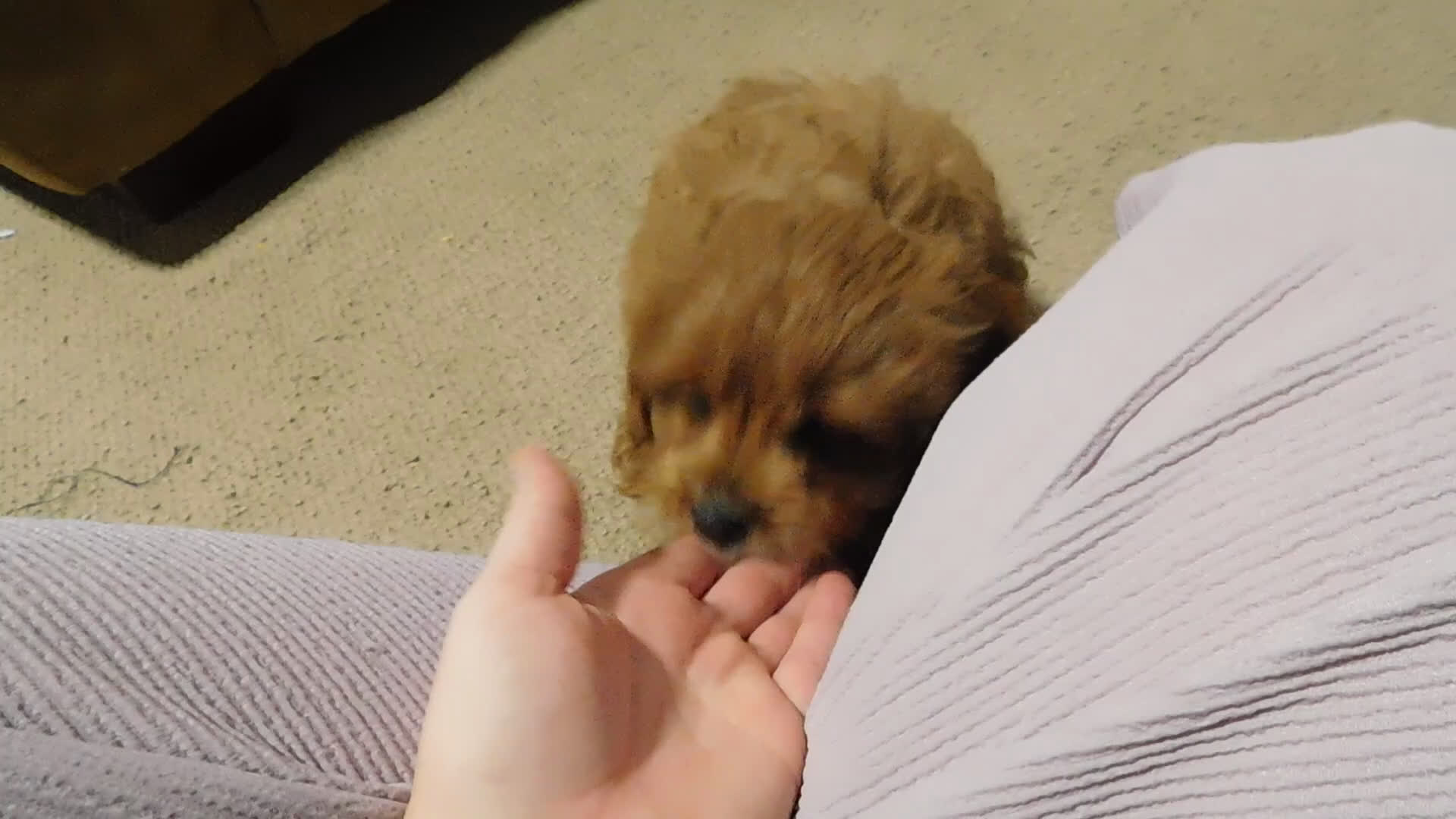 Cavapoo dogs for sale: Beau - Video 2