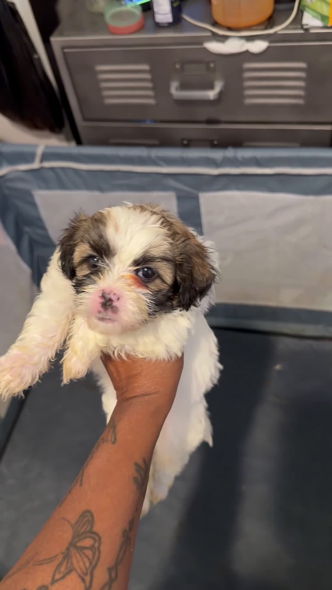 Mixed Breed dogs for sale: Mixed Breed Puppy 1 - Video 1