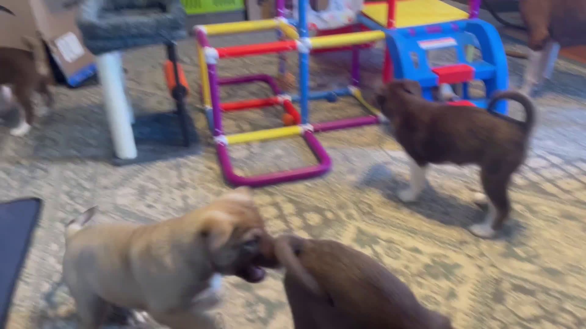 Mixed Breed dogs for sale: Mixed Breed Puppy 2 - Video 1