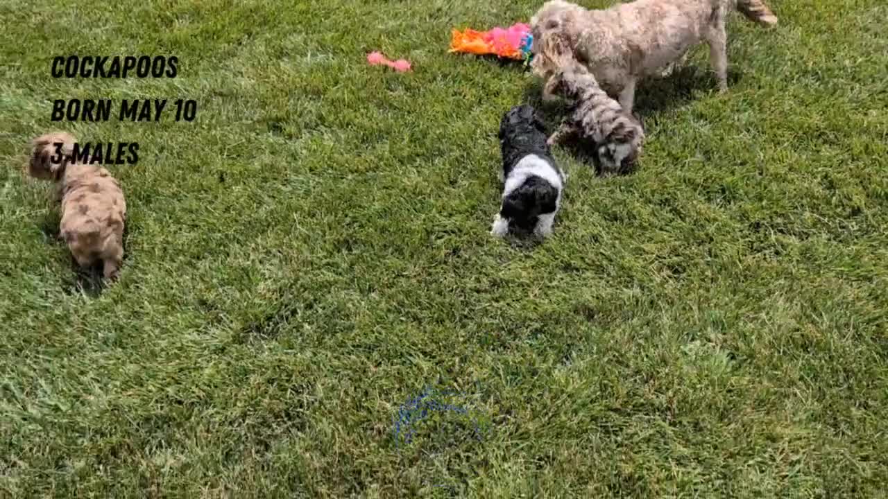 Cockapoo dogs for sale: Baxter - Video 2