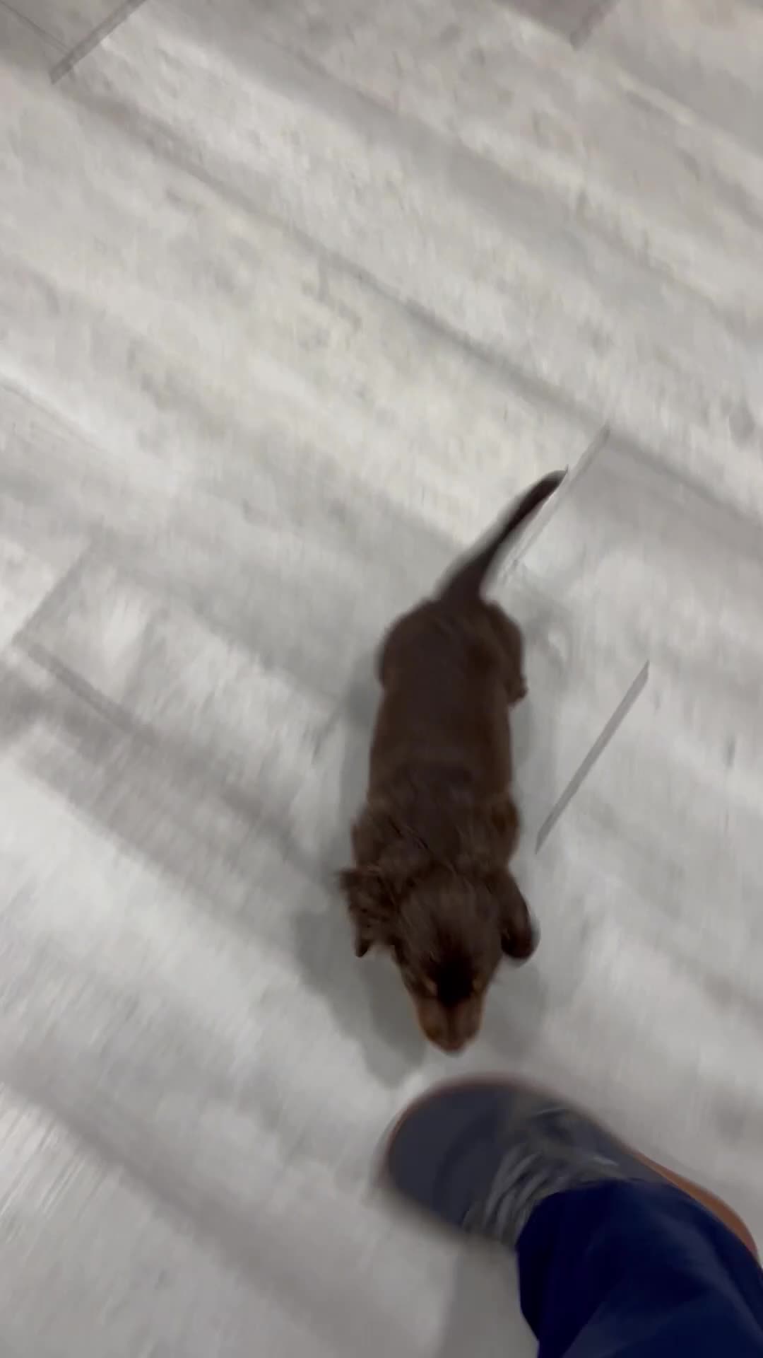 Miniature Dachshund dogs for sale: Hershey - Video 1