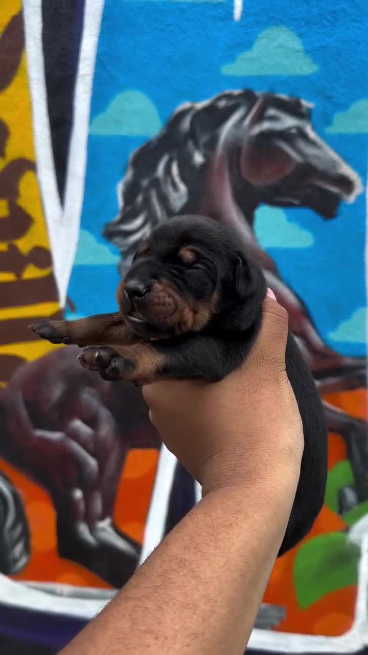 Doberman Pinscher dogs for sale: Obsidian Wildfire’s Ember - Video 3