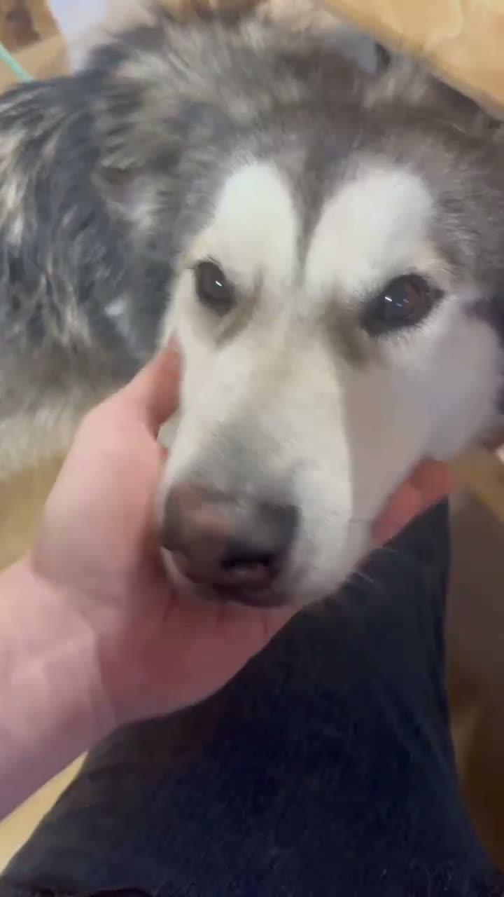 Alaskan Malamute dogs for sale: Mopple - Video 3