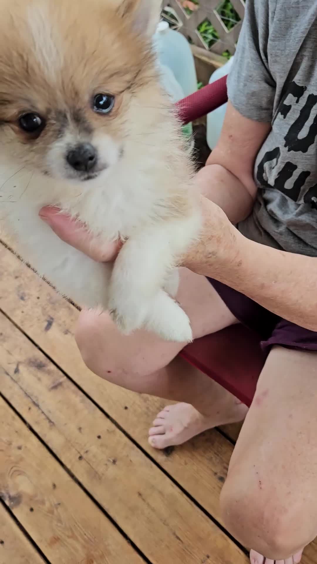 Pomeranian dogs for sale: Abigail  - Video 1