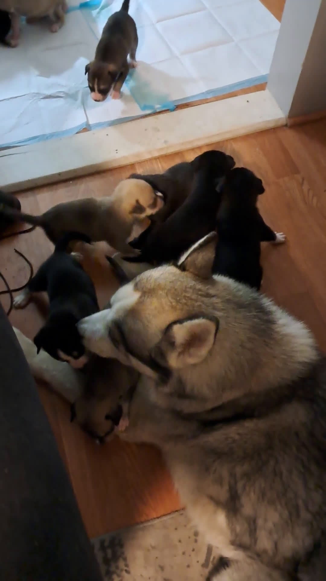 Mixed Breed dogs for sale: Mixed Breed Puppy 1 - Video 1