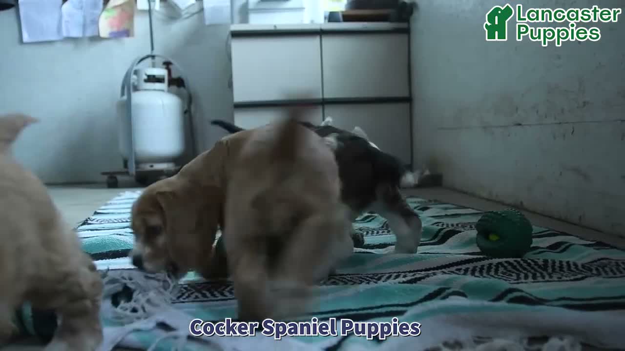 Cocker Spaniel dogs for sale: Crouton - Video 2