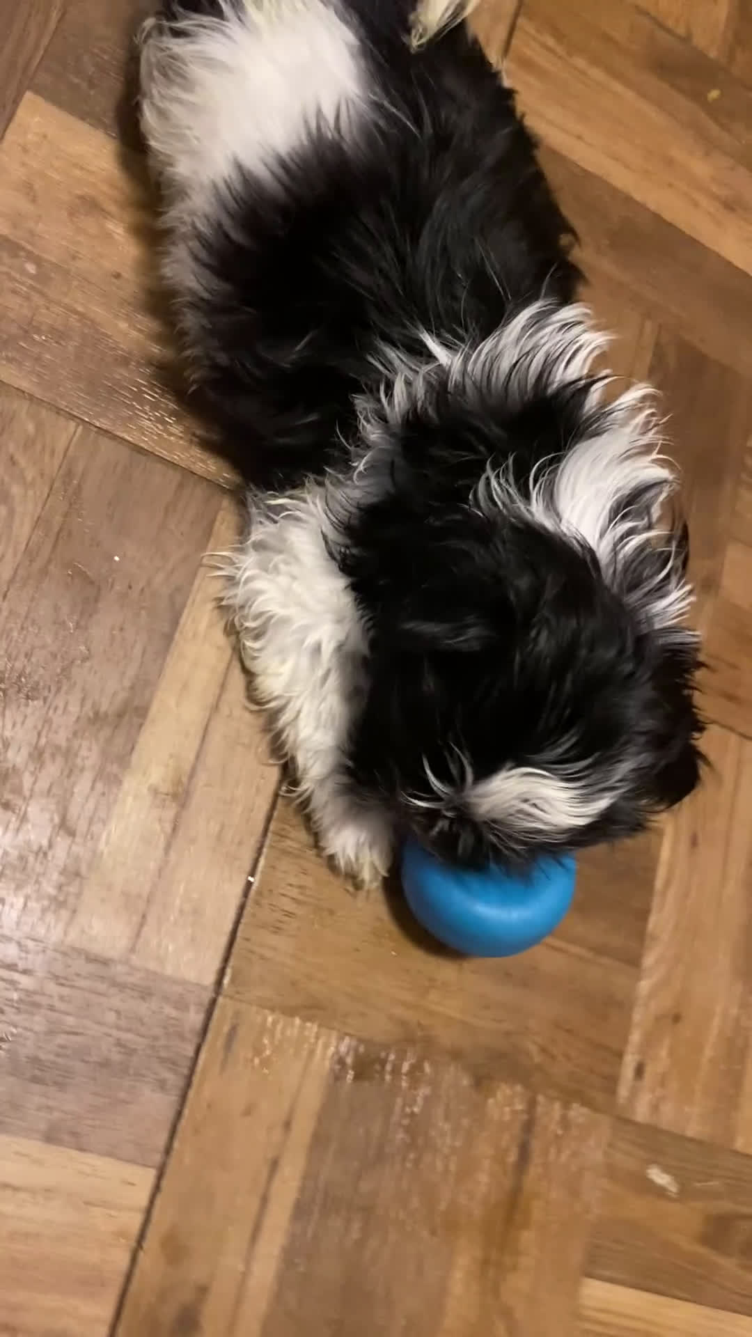 Shihpoo dogs for sale:  Sabi-Wabi - Video 1