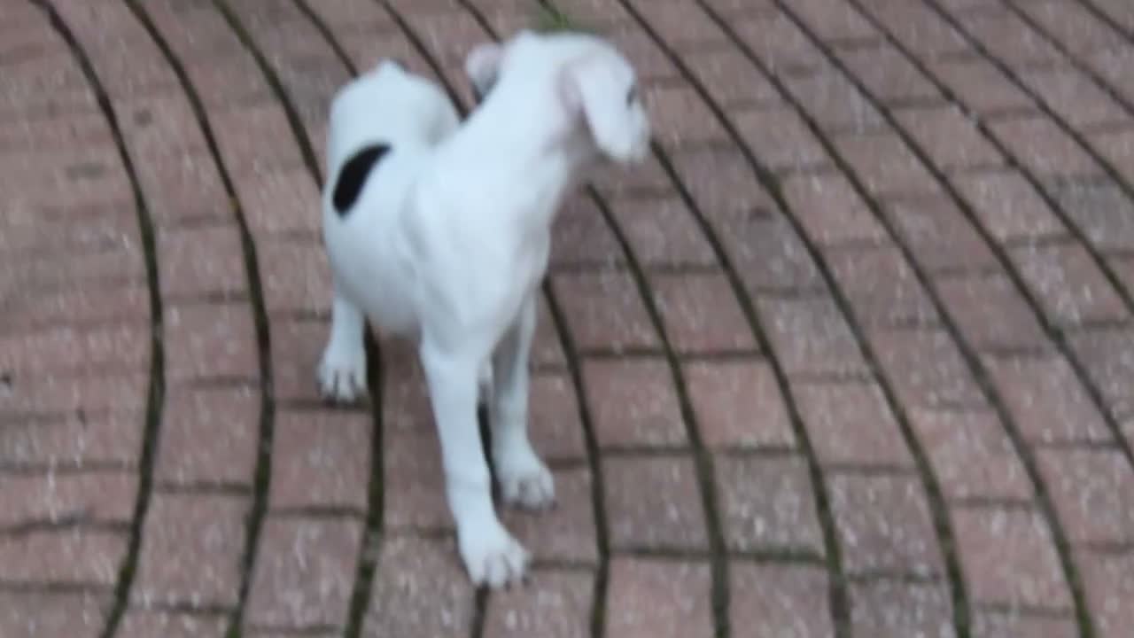 Boxer dogs for sale: Harold - Video 1