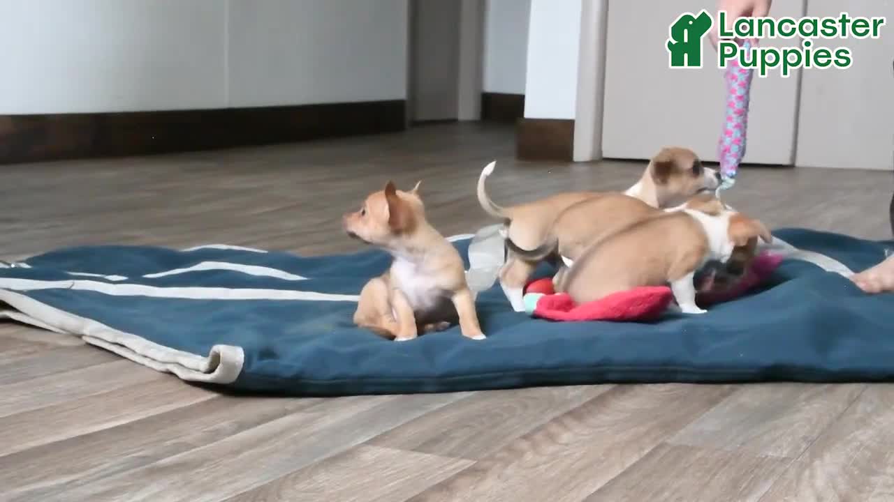 Chihuahua dogs for sale: Diego - Video 1