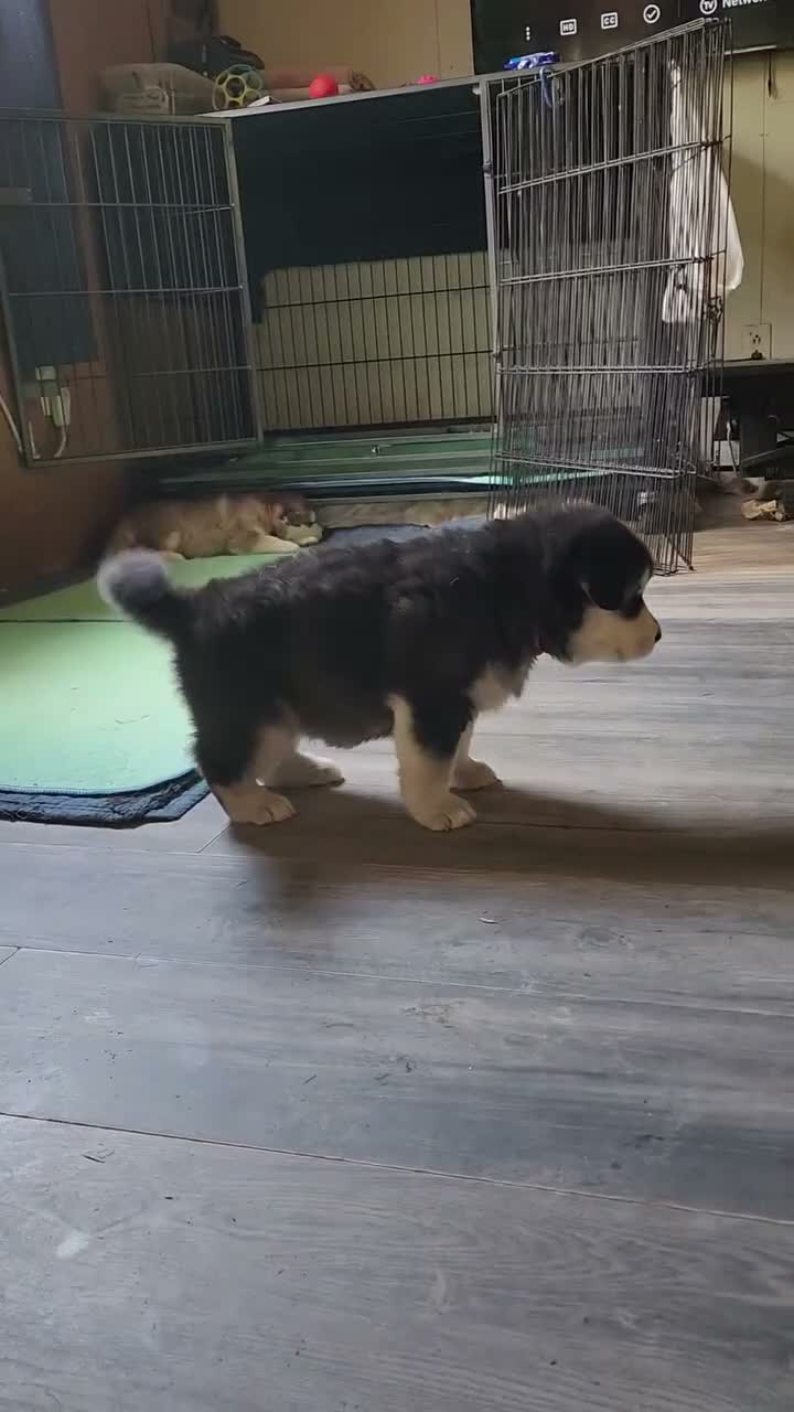 Alaskan Malamute dogs for sale: AKC Alaskan malamute female, Lilith, she is spunky and playful.  - Video 1