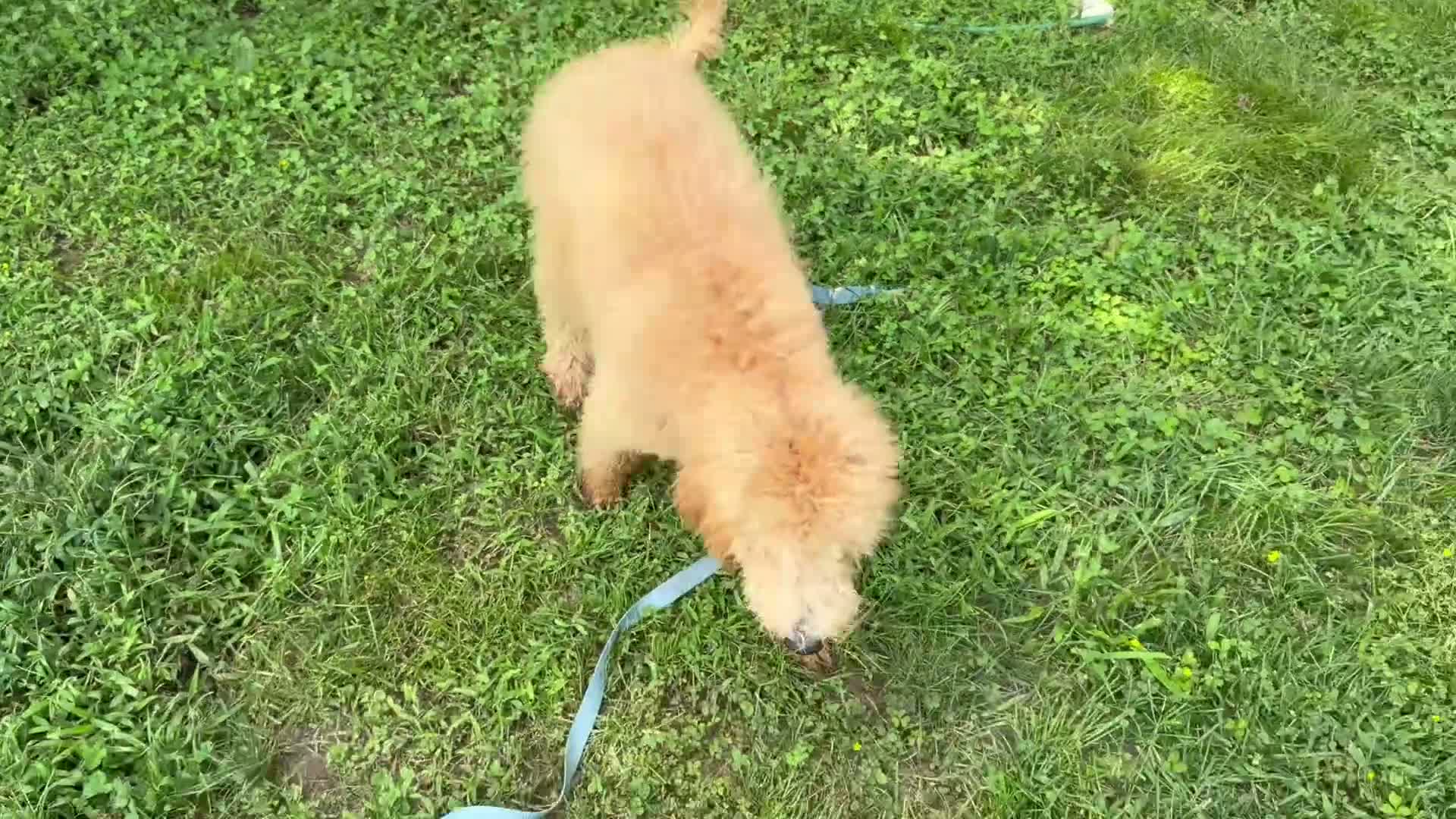 Goldendoodle dogs for sale: Boy - Video 1