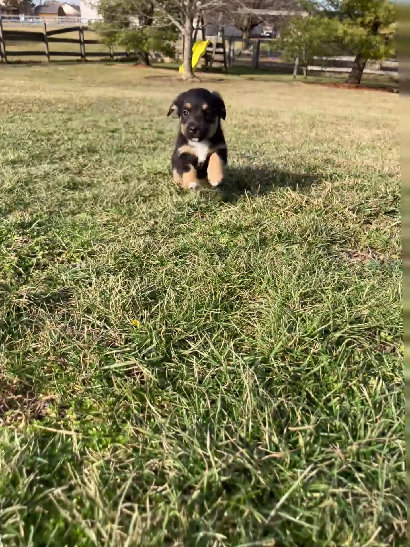 Mixed Breed dogs for sale: Millie - Video 1