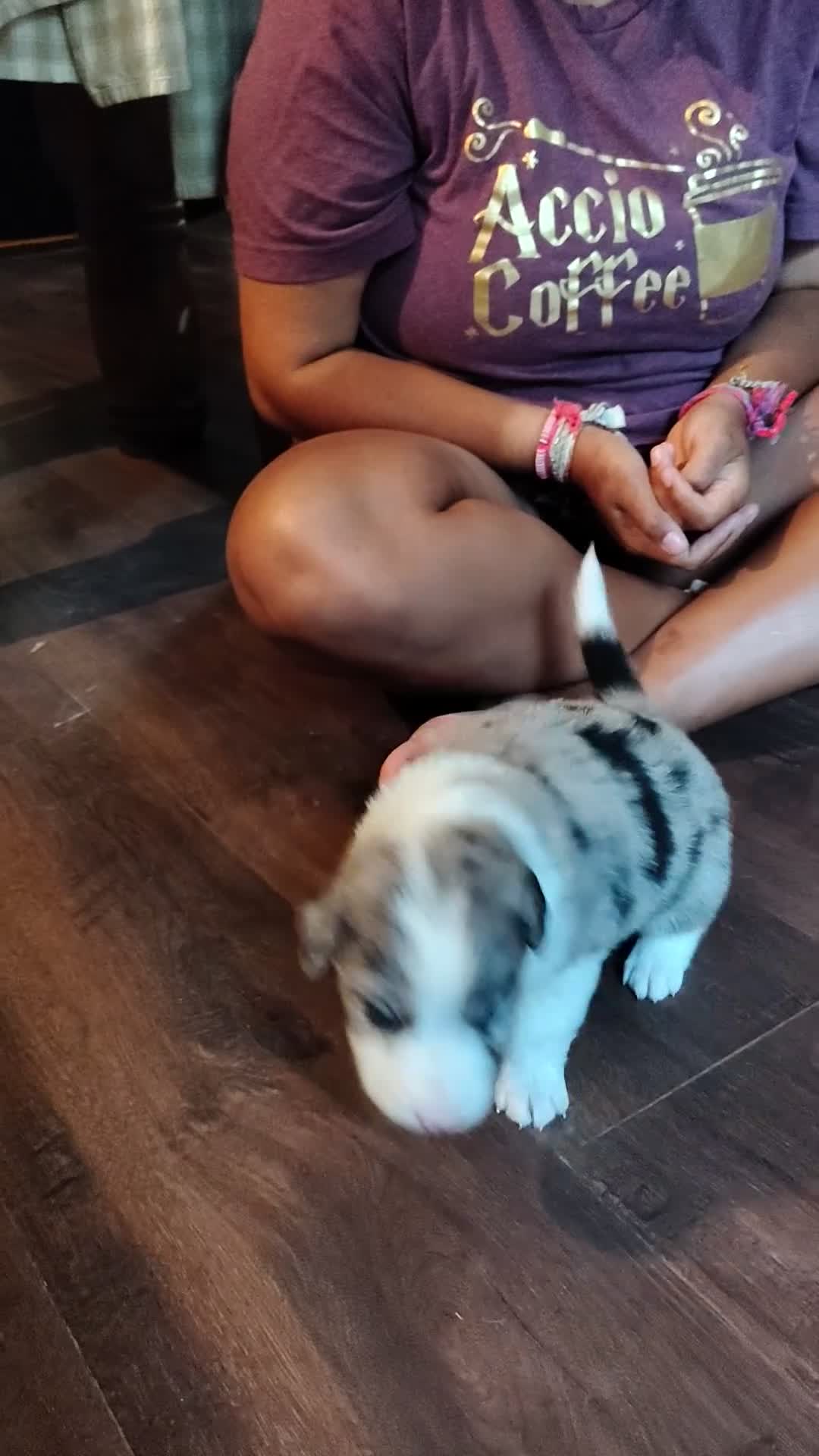 Australian Shepherd dogs for sale: Frank/ male Australian Shepherd  - Video 1