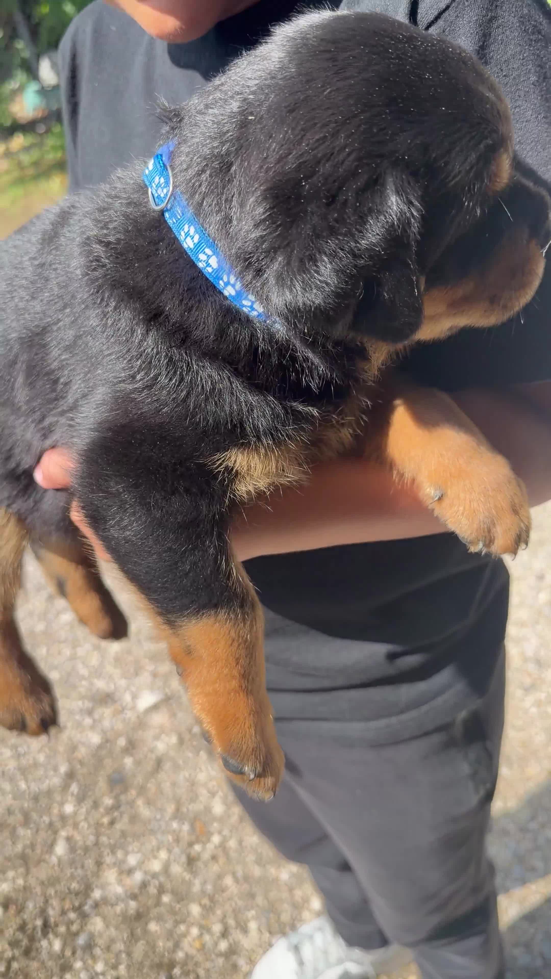 Rottweiler dogs for sale: Alexander - Blue Collar - Video 1