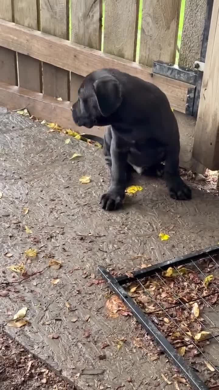 Cane Corso dogs for sale: Corso(Yellow collar) - Video 1