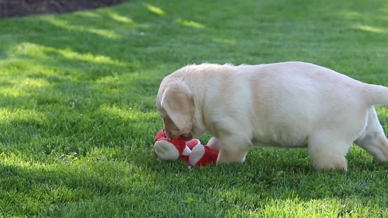 Labrador Retriever dogs for sale: Bela - Video 3