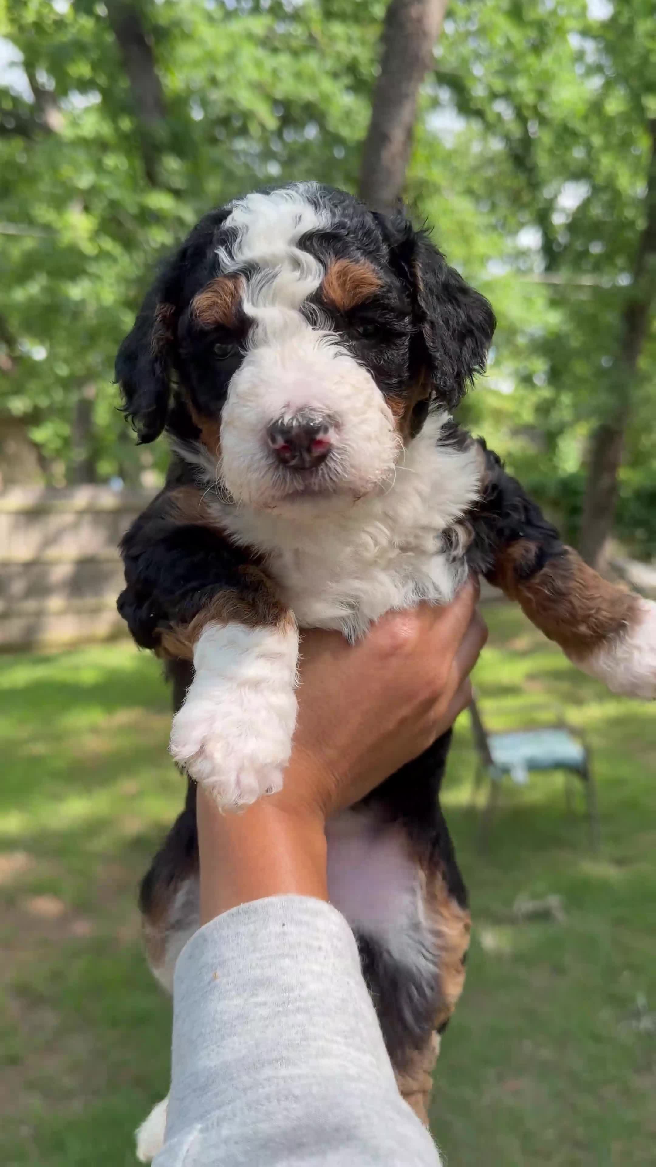 Mini Bernedoodle dogs for sale: Peprika - Video 1