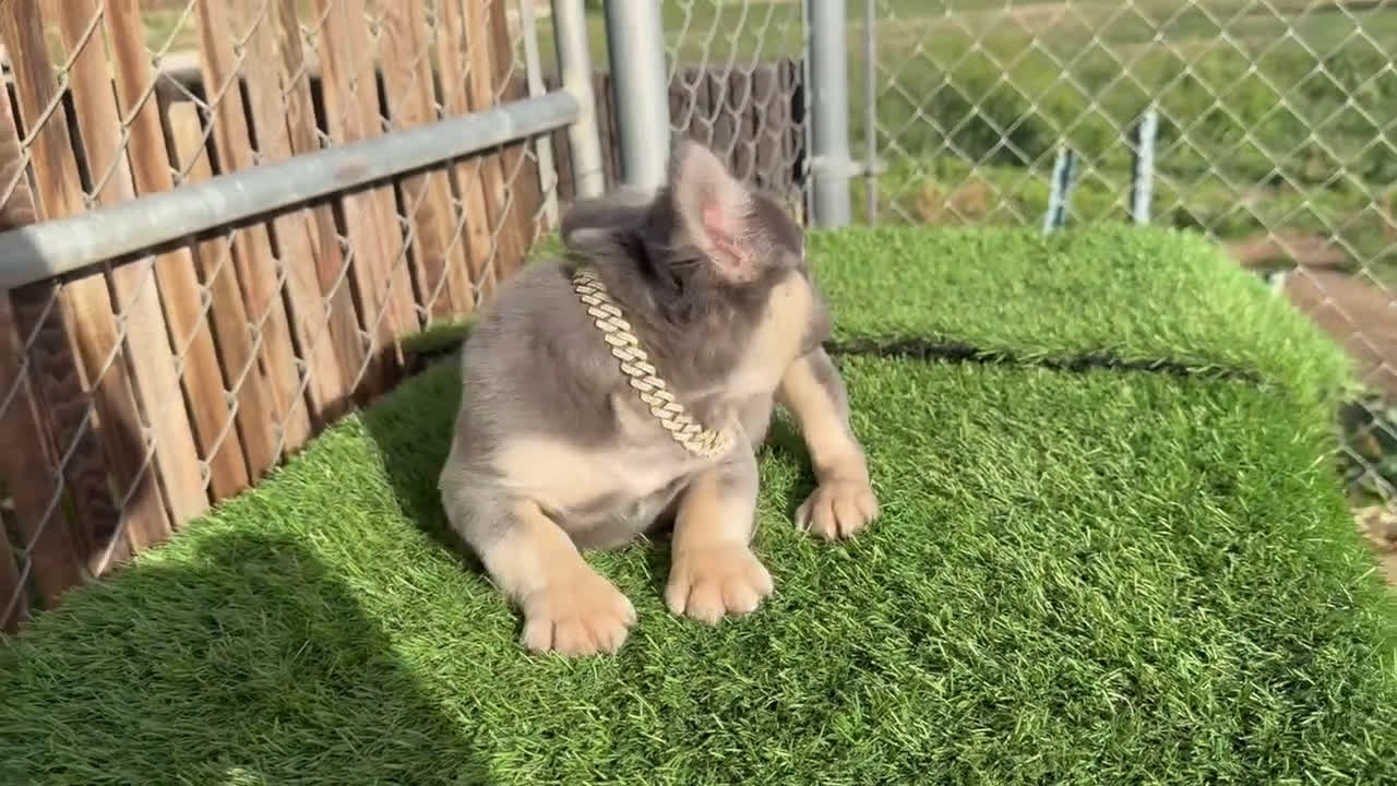 French Bulldog dogs for sale: ROCKY - LILAC TAN FLUFFY COMPACT HANDSOME PRINCE IN LA CA - USA DELIVERY  - Video 4