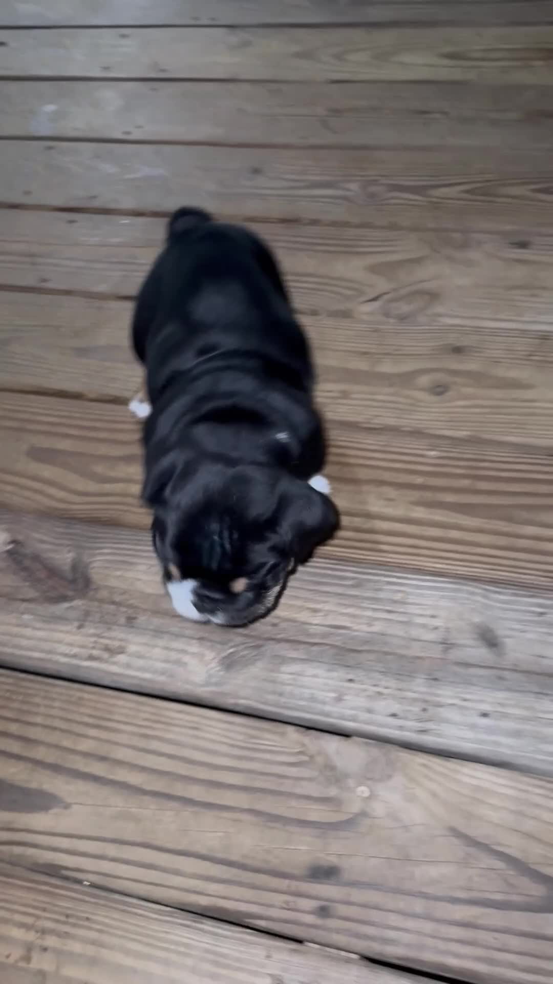 English Bulldog dogs for sale: Luigi - Video 1