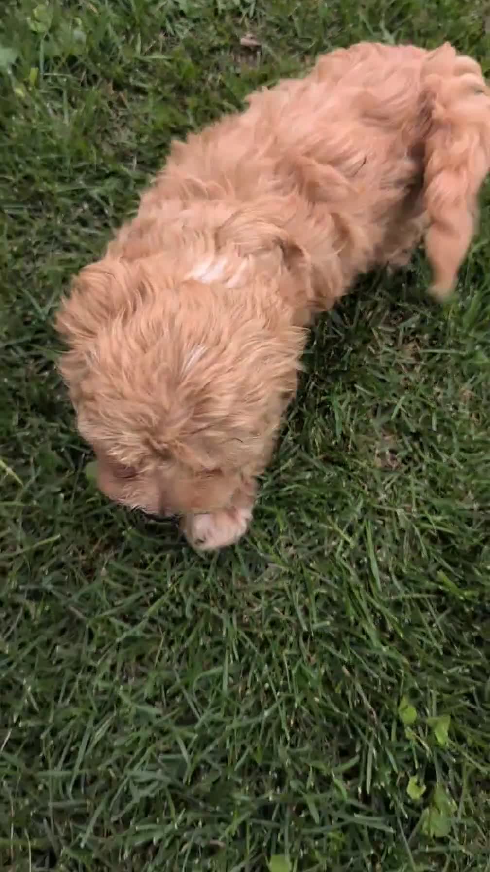 Havapoo dogs for sale: Bella - Video 1