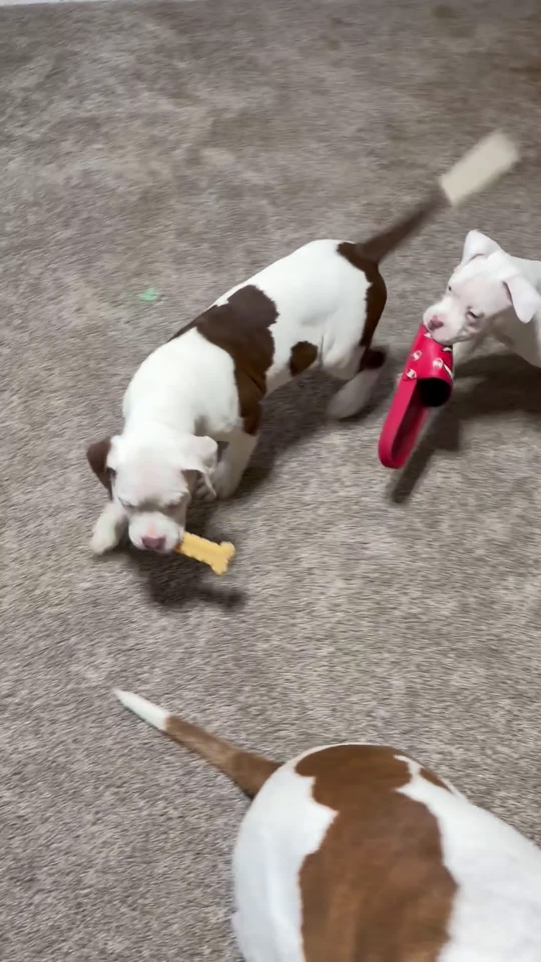 Mixed Breed dogs for sale: Mixed Breed Puppy 1 - Video 2