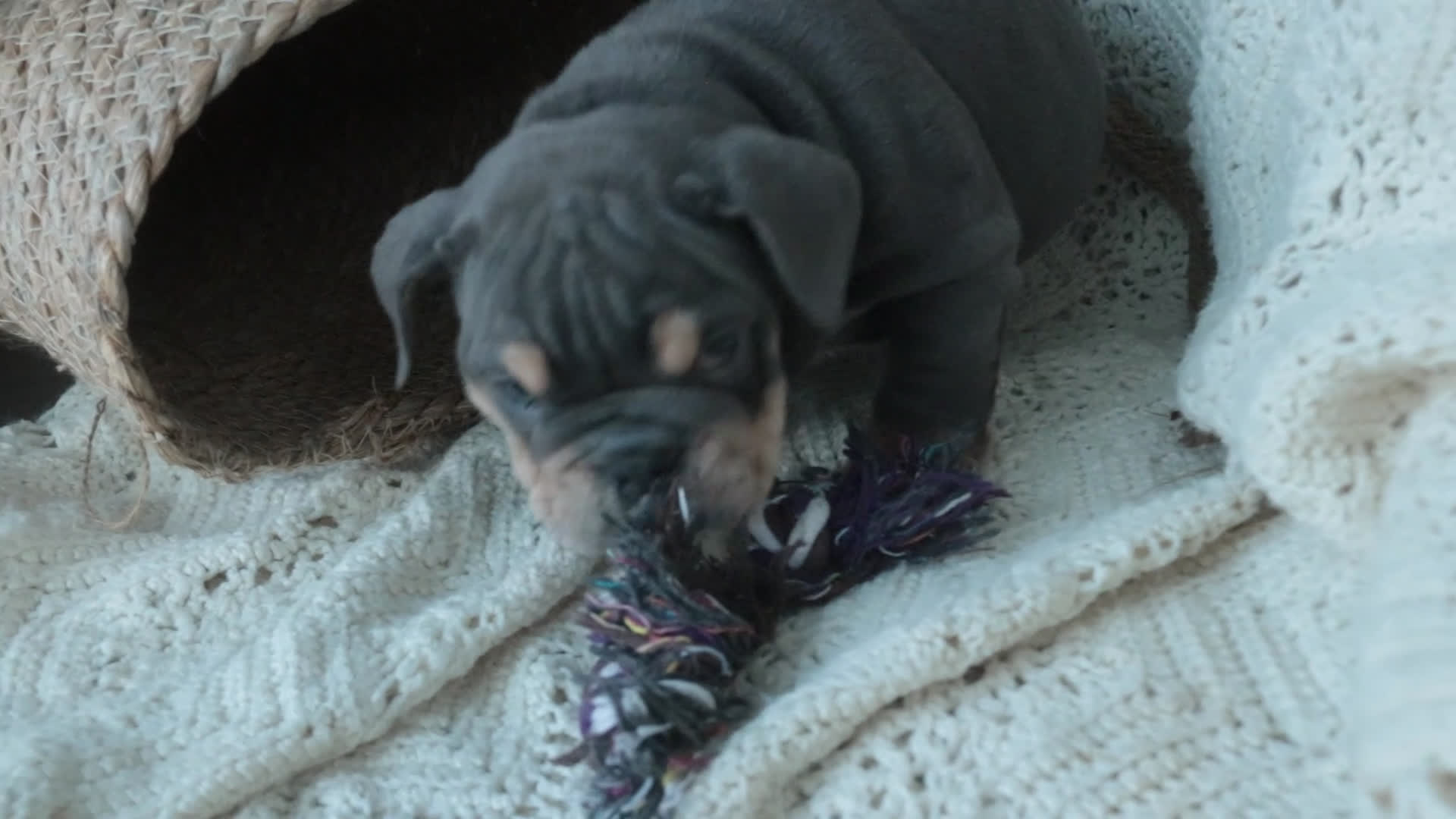 English Bulldog dogs for sale: Xena - Video 1