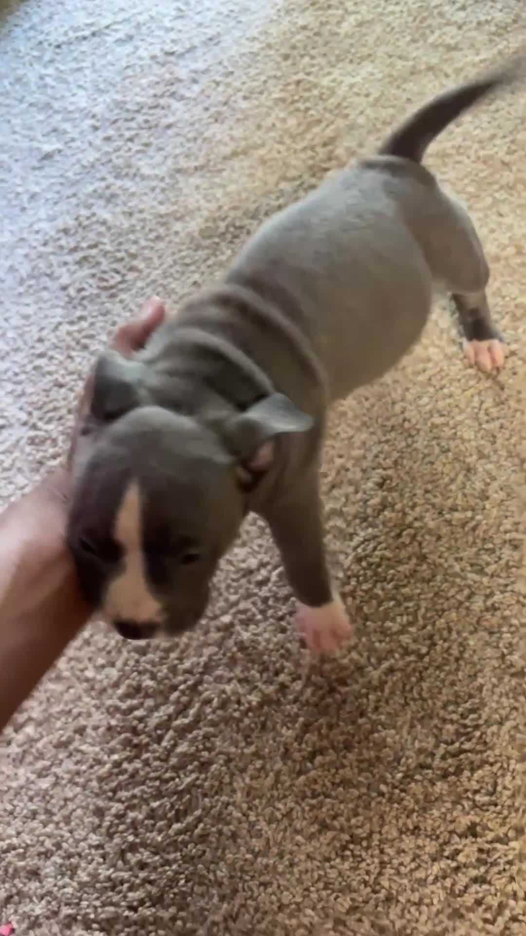 American Bully dogs for sale: American Bully 1 - Video 1
