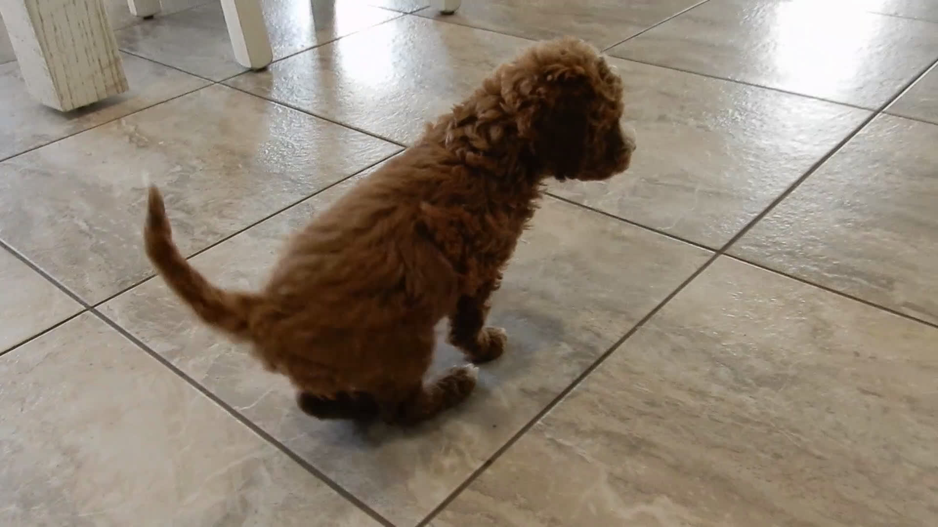 Cavapoo dogs for sale: Lulu - Video 1