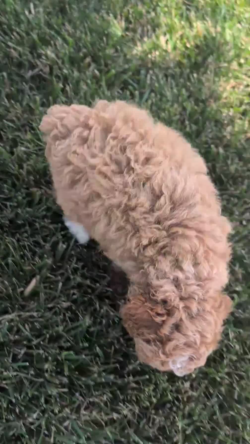 Cockapoo dogs for sale: Heaven - Video 1