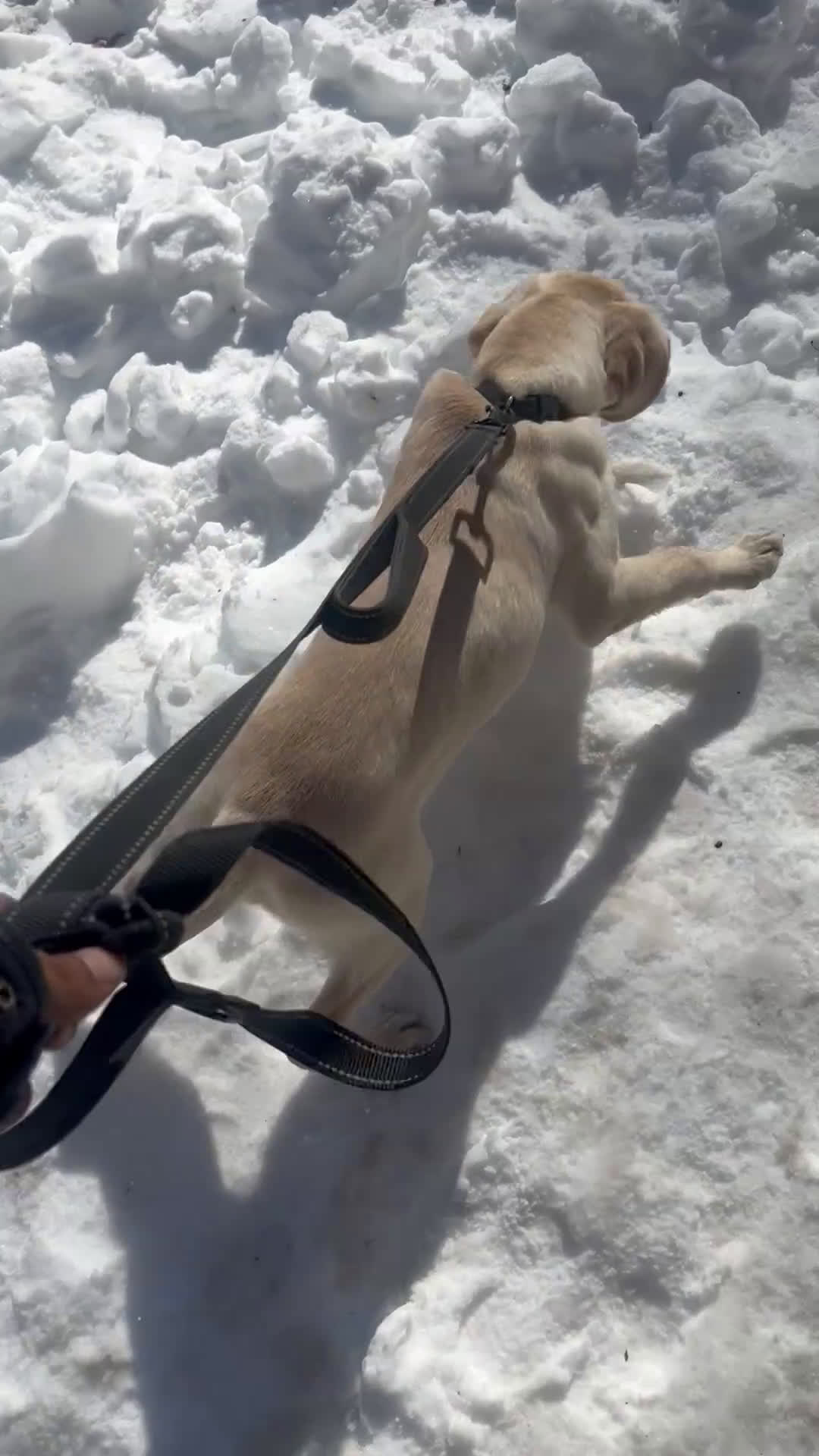 Golden Retriever dogs for sale: Golden Retriever Puppy 1 - Video 1