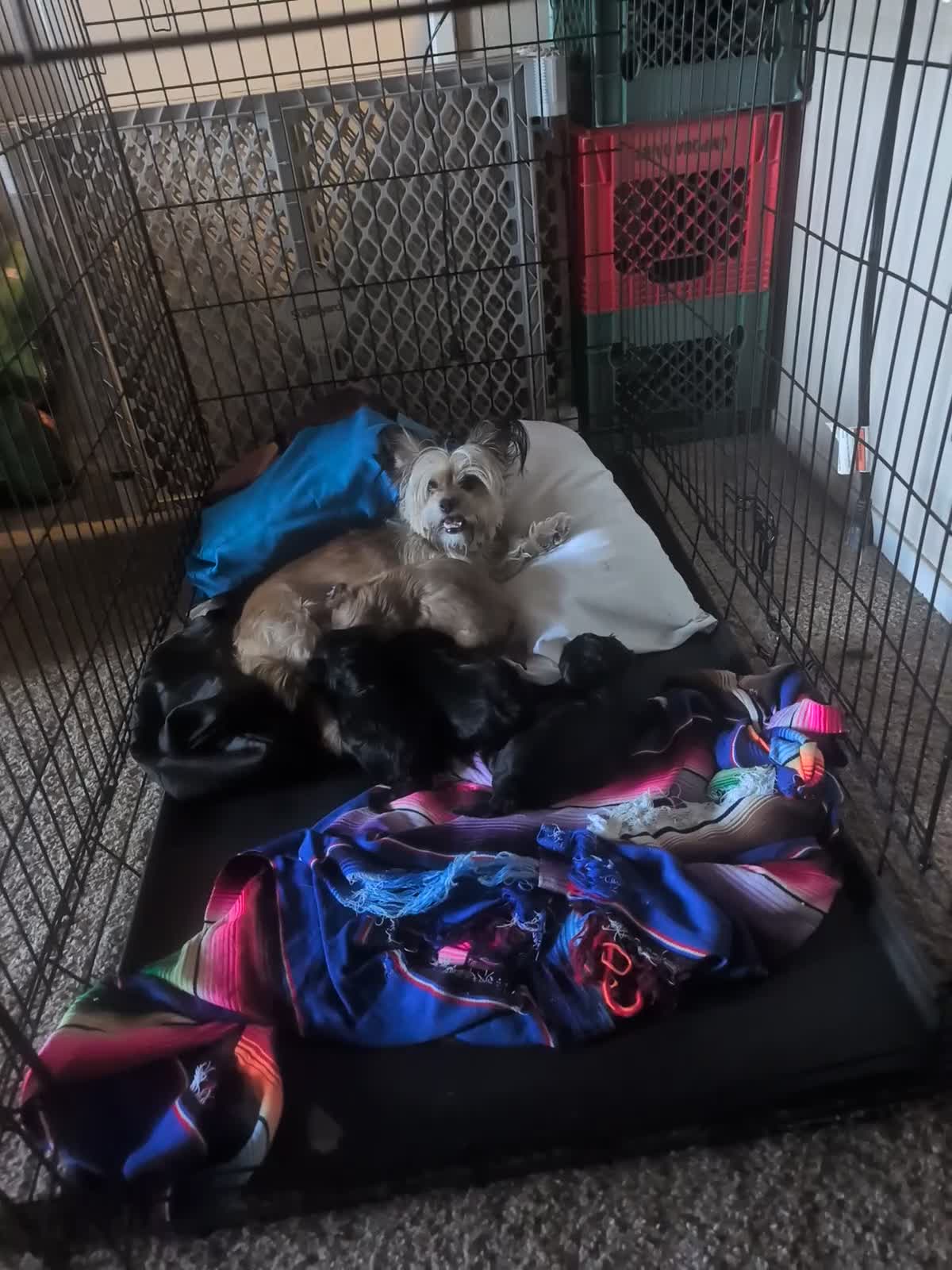 Mixed Breed dogs for sale: Mixed Breed 7 - Video 1