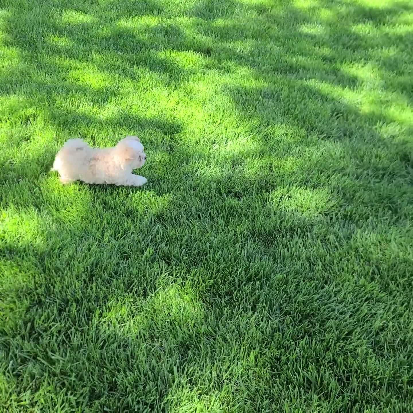 Maltipoo dogs for sale: Charles - Video 1