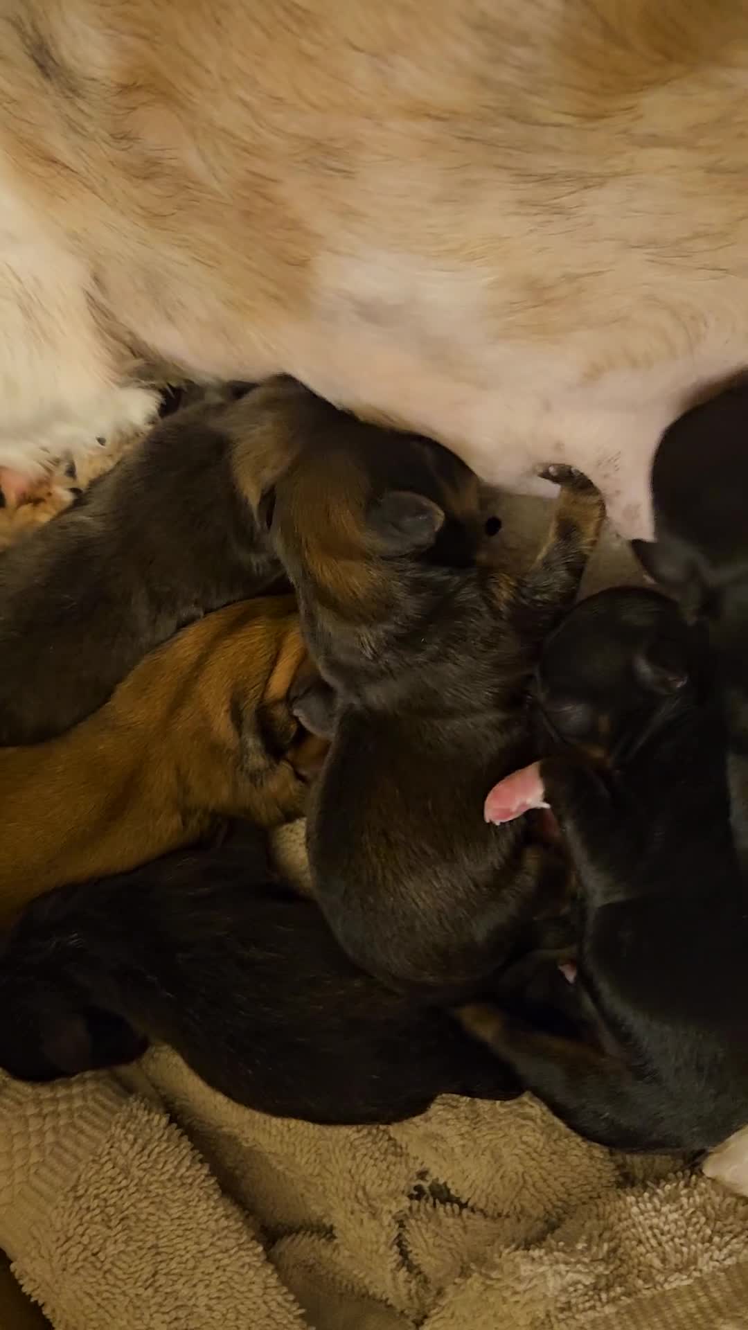 Shih Tzu dogs for sale: Rex  - Video 1