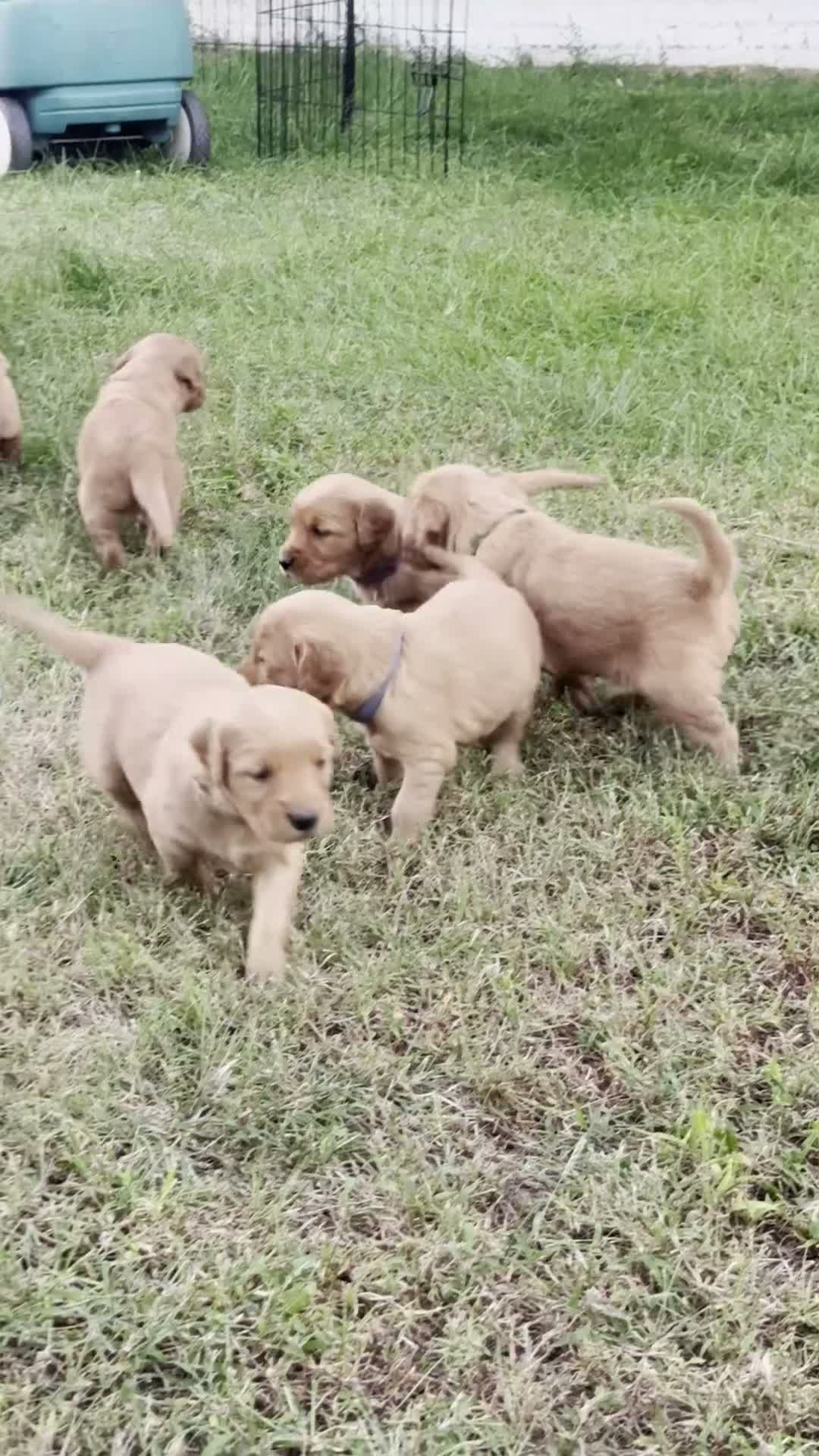 Golden Retriever dogs for sale: Golden Retriever 1 (Red) - Video 1