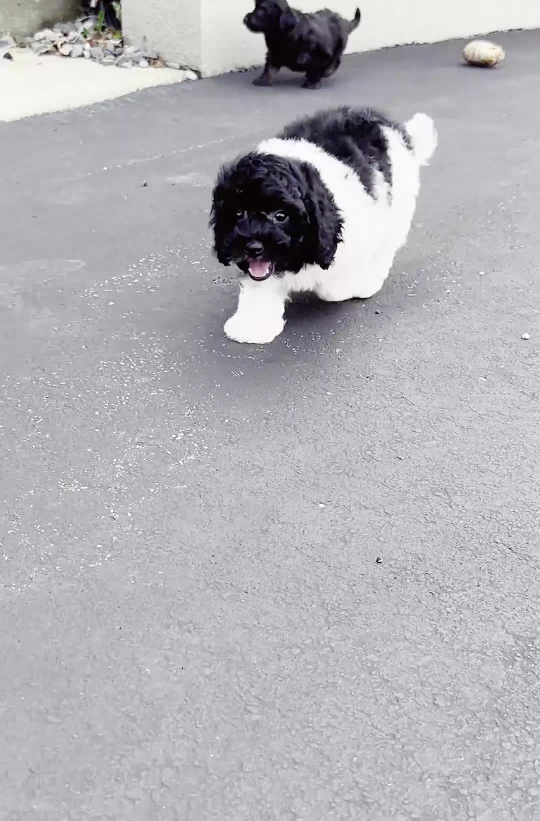 Mini Goldendoodle dogs for sale: Poa - Video 1