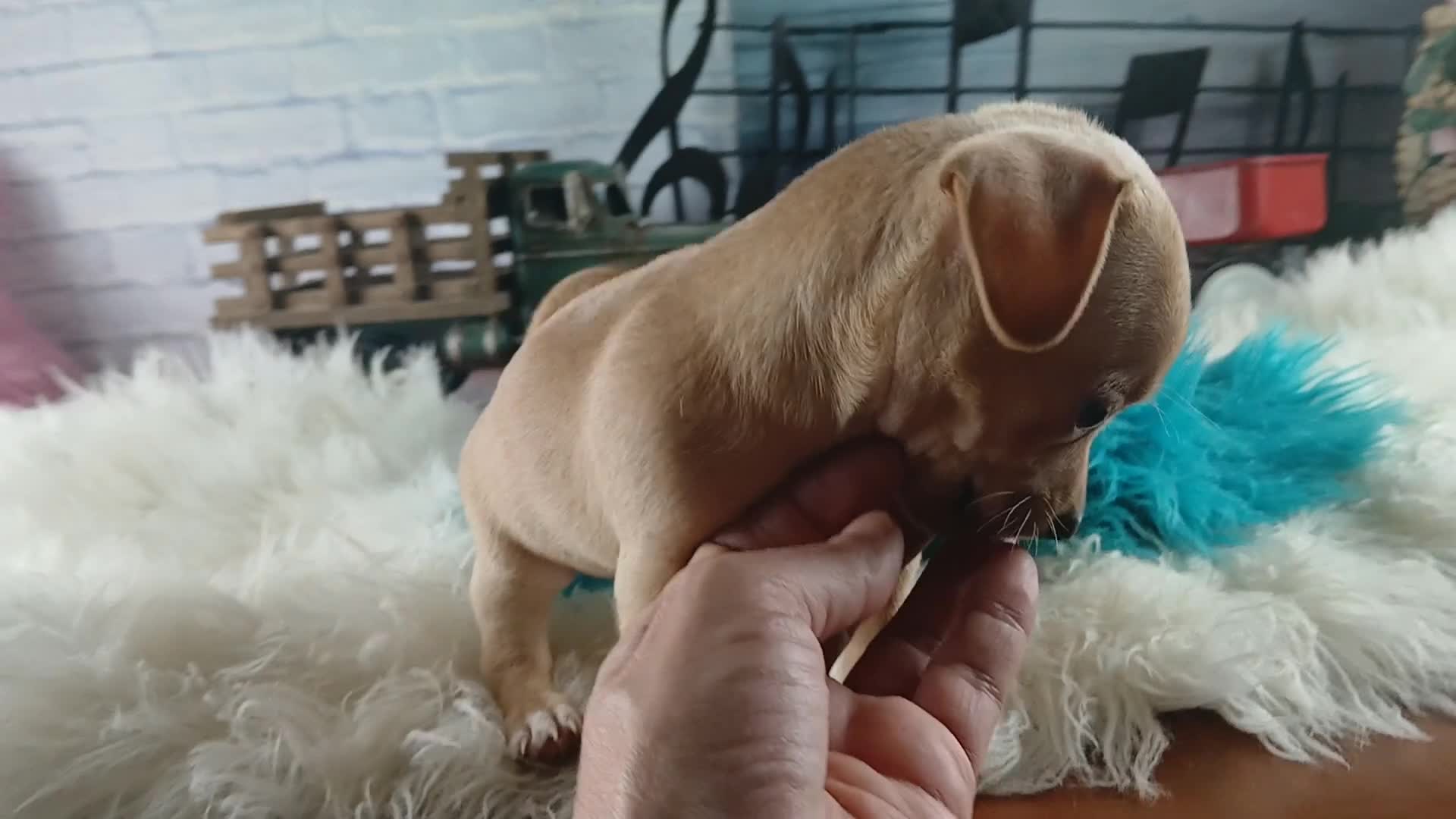 Chihuahua dogs for sale: Autumn blk tan girl. Hand Delivery  - Video 3