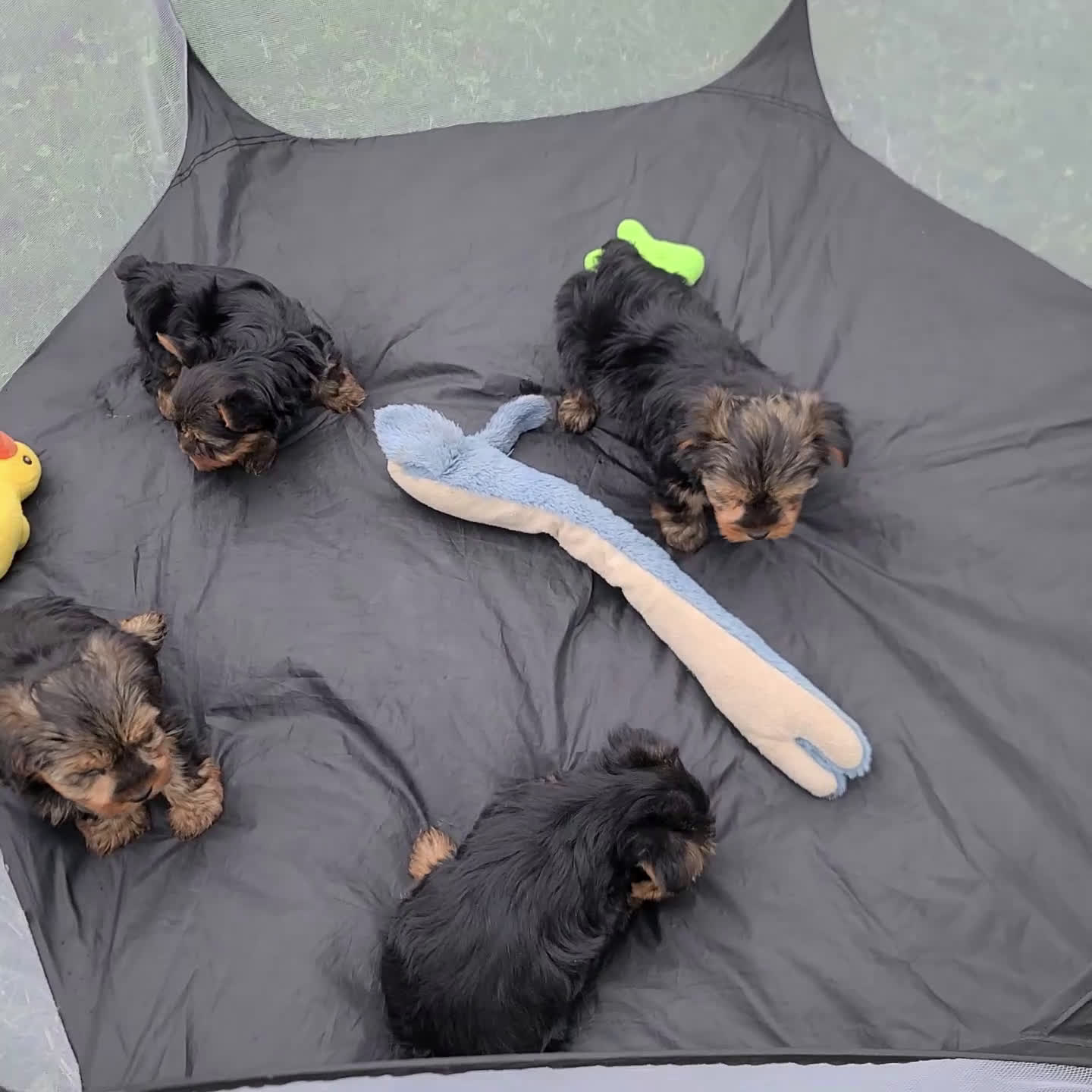 Yorkshire Terrier dogs for sale: Brent - Video 2