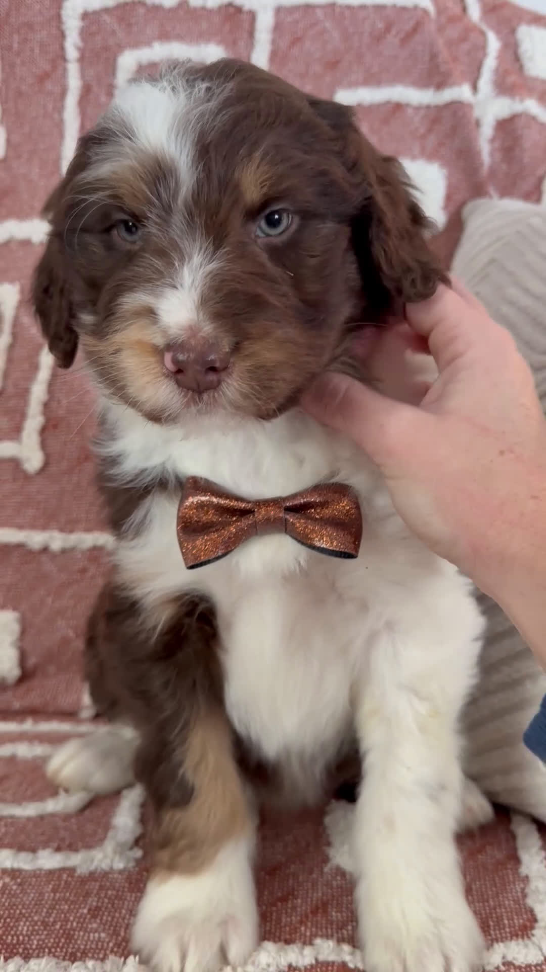 Aussiedoodle dogs for sale: Coco - Standard F1  - Video 2