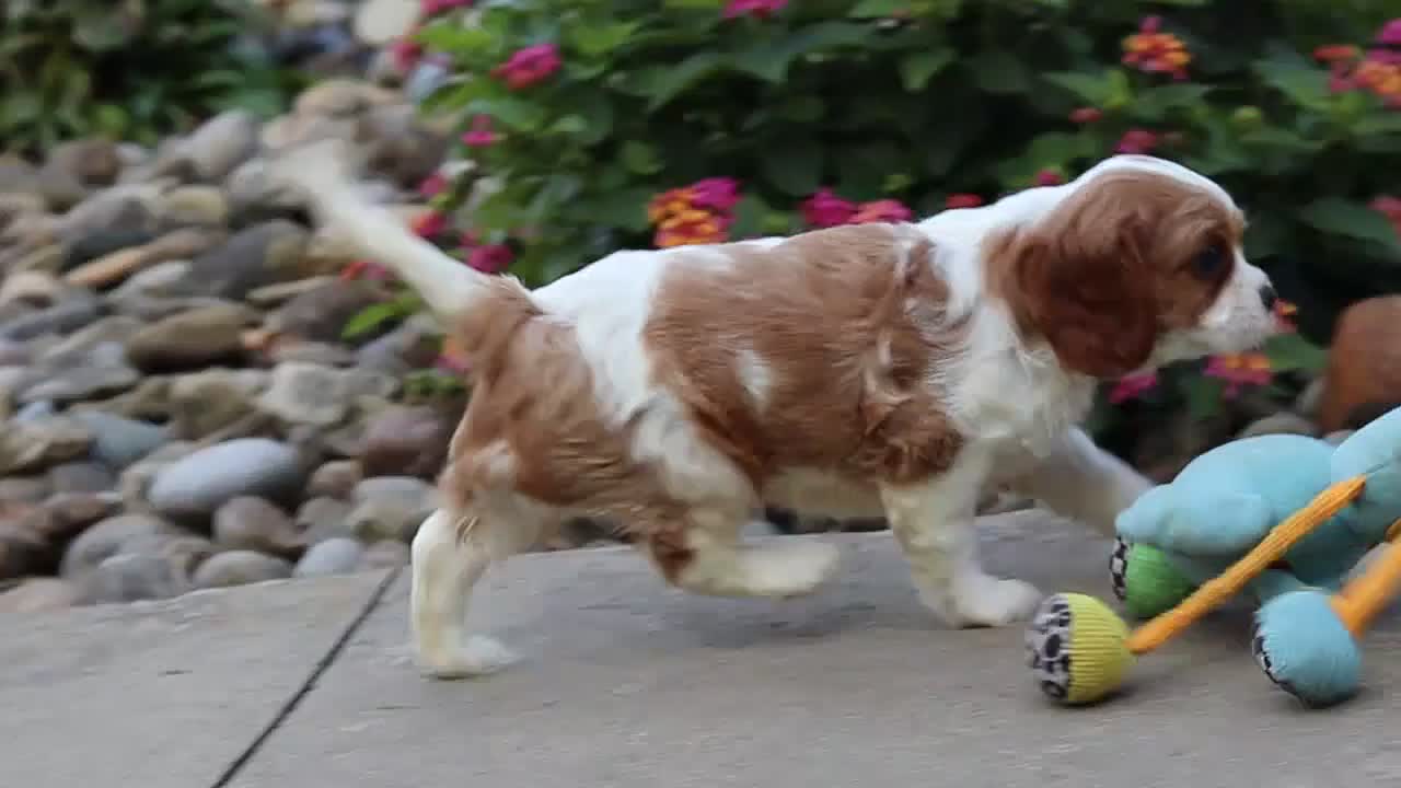Cavalier King Charles Spaniel dogs for sale: Logan - Video 2