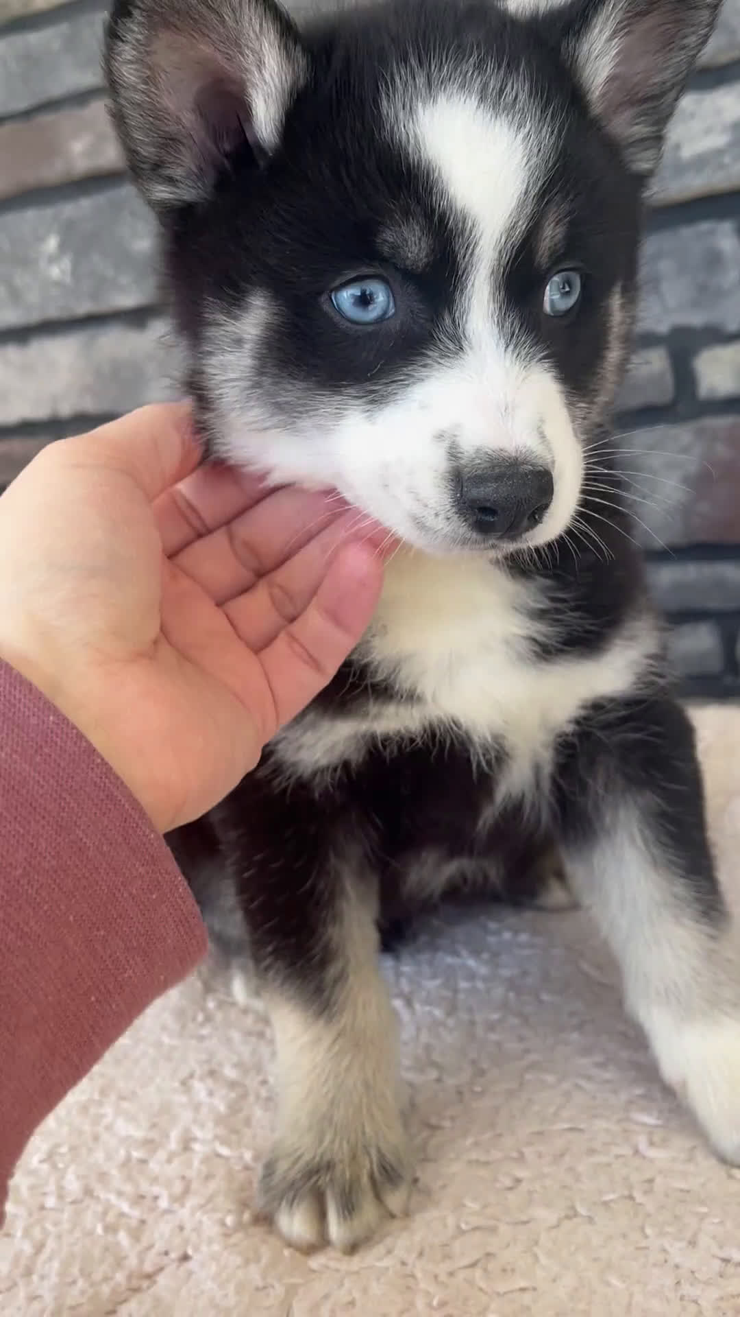 Pomsky dogs for sale: Farley - Video 1