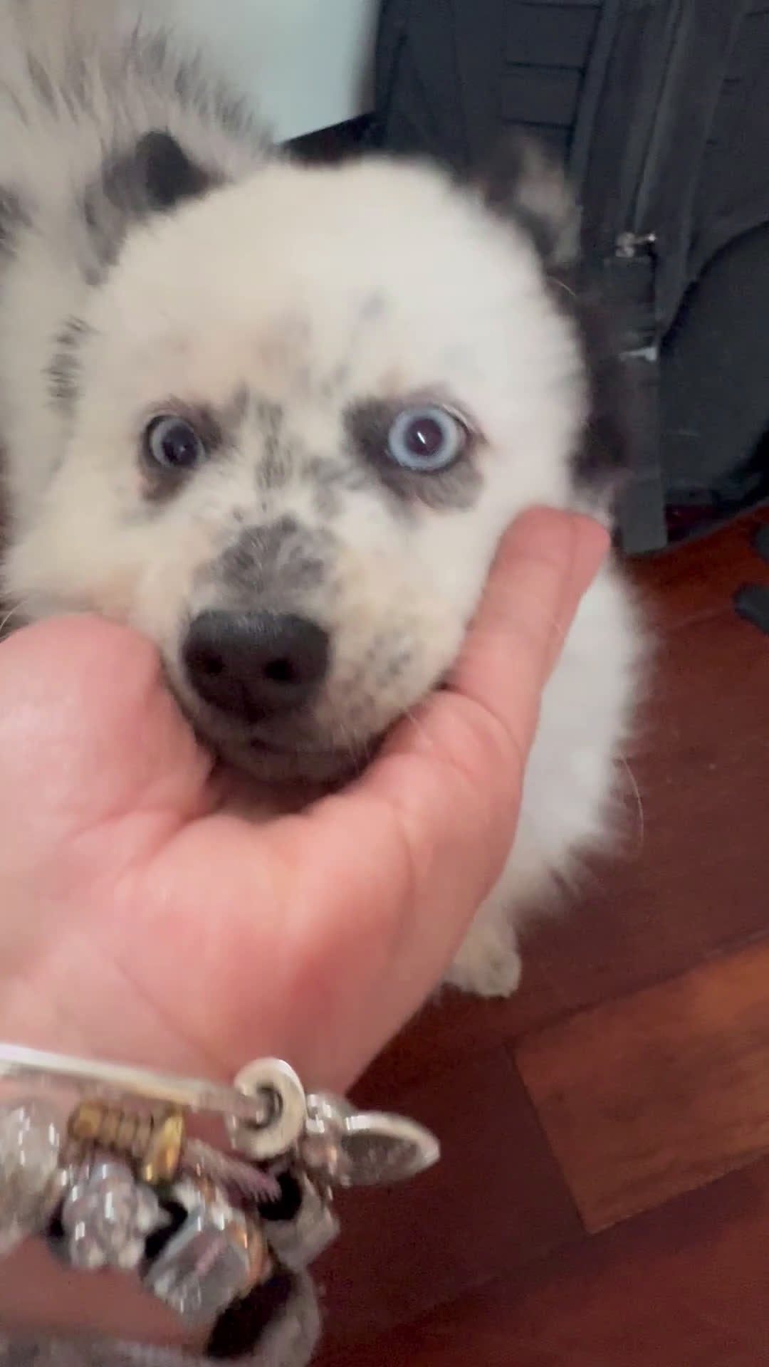 Pomsky dogs for sale: Linguini - Video 2