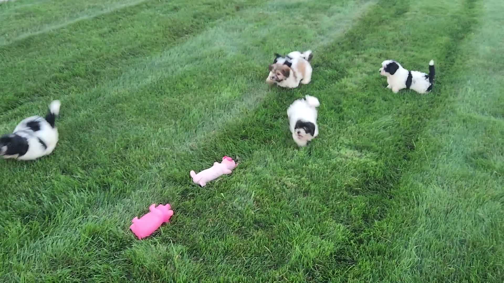 Teddy Bear dogs for sale: Chloe - Video 2