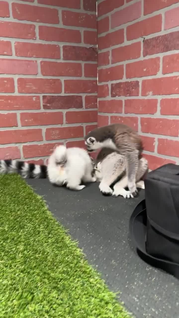 Pomeranian dogs for sale: Pomeranian Puppy 1 - Video 1