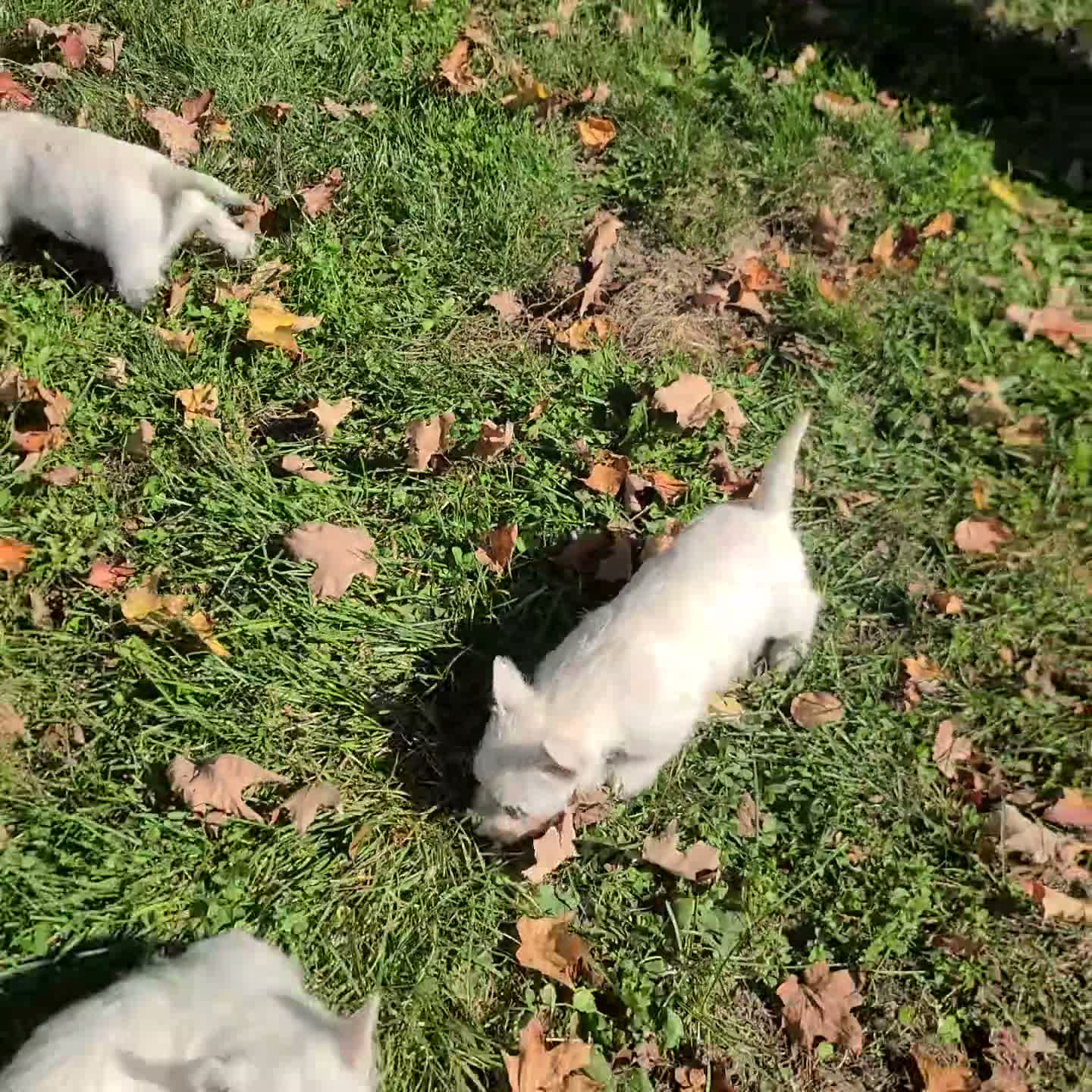 West Highland Terrier dogs for sale: Kelly - Video 1