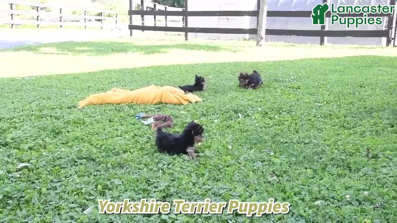 Yorkshire Terrier dogs for sale: Lucky - Video 1