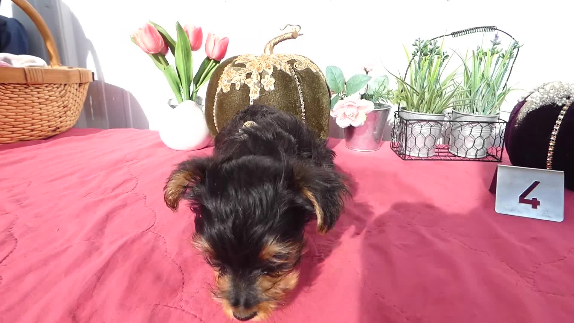 Yorkshire Terrier dogs for sale: Yorkshire Terrier 4 Thompson - Video 3