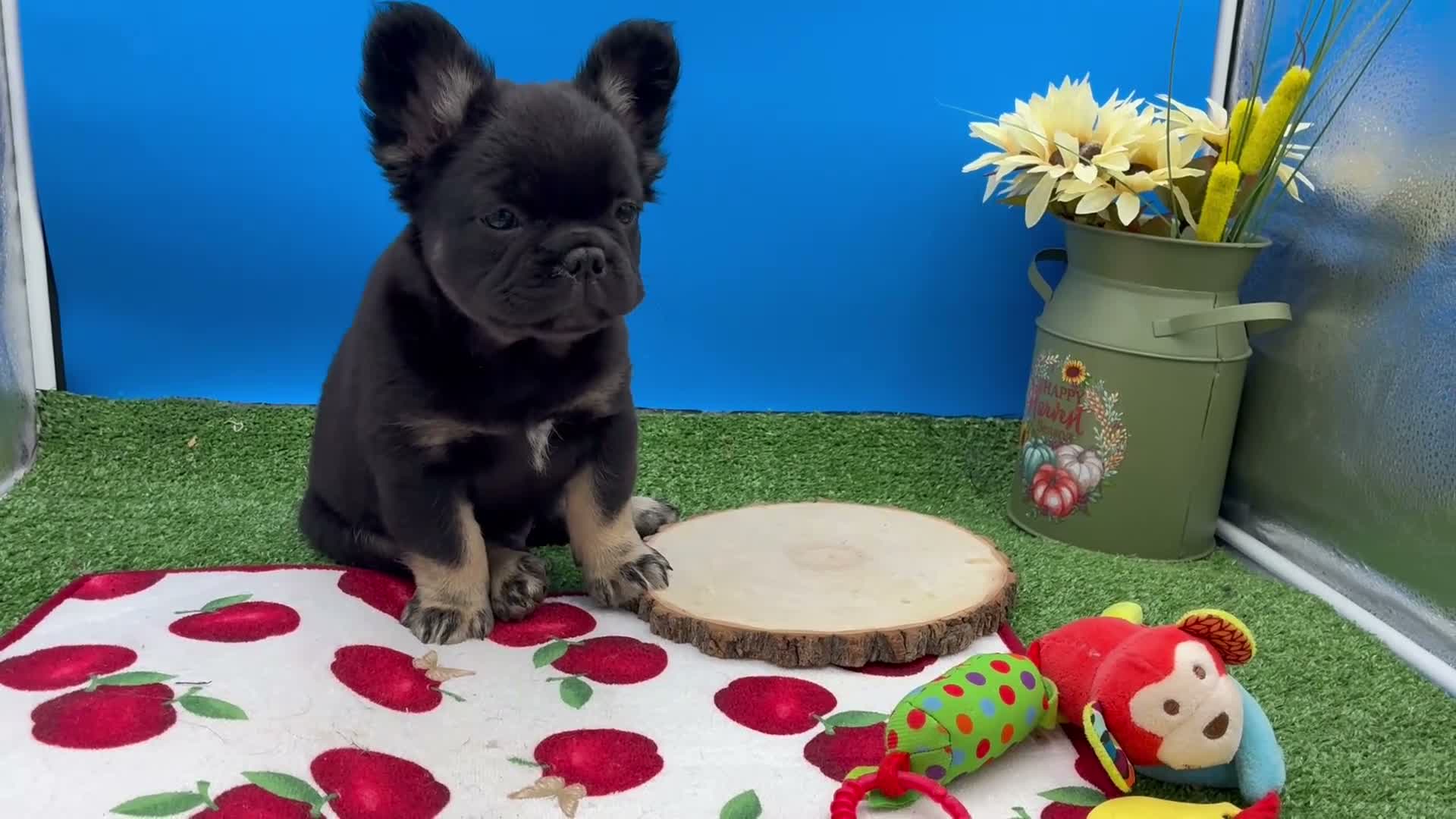 French Bulldog dogs for sale: French Bulldog 2 - Video 1