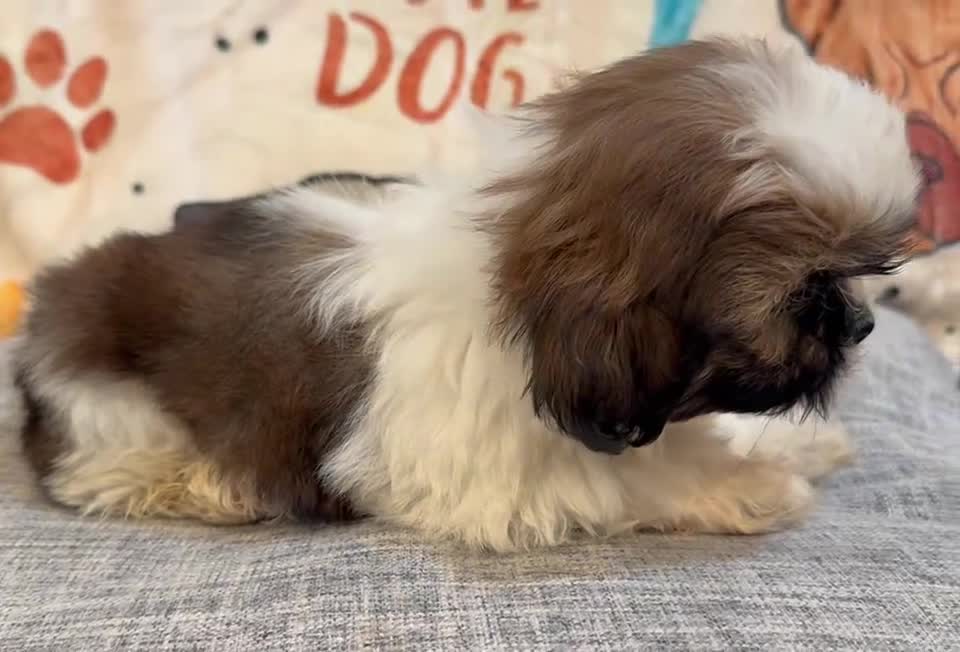 Shih Tzu dogs for sale: Judy - Video 1